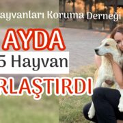 6 Ayda 215 Hayvan kısırlaştırdılar