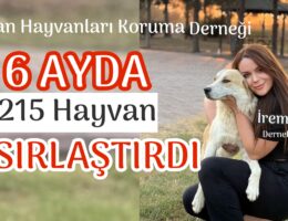 6 Ayda 215 Hayvan kısırlaştırdılar