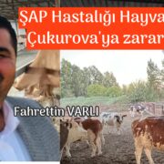 ŞAP Hastalığı büyük zarar verdi