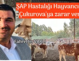 ŞAP Hastalığı büyük zarar verdi